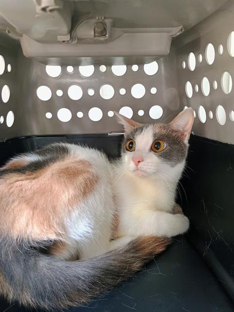 Shelter Stray Unknown Cat last seen CHARLOTTE, 8315 Byrum Dr, Charlotte, NC 28217, USA