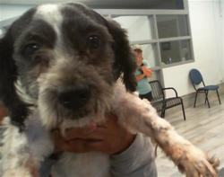 Shelter Stray Male Dog last seen CHARLOTTE, 8315 Byrum Dr, Charlotte, NC 28217, USA