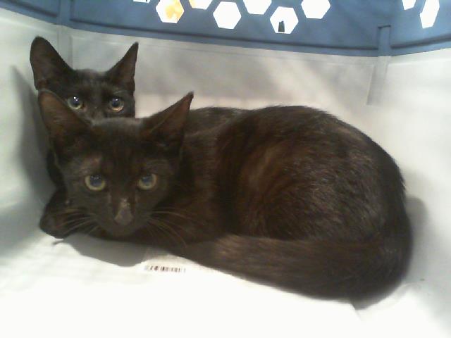 Shelter Stray Male Cat last seen CHARLOTTE, 8315 Byrum Dr, Charlotte, NC 28217, USA