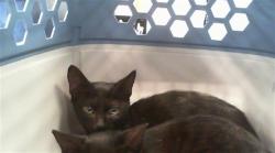 Shelter Stray Male Cat last seen CHARLOTTE, 8315 Byrum Dr, Charlotte, NC 28217, USA