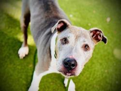 Shelter Stray Female Dog last seen , 2769 Conroy Rd, Orlando, FL 32839, USA