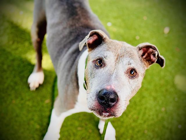 Shelter Stray Female Dog last seen , 2769 Conroy Rd, Orlando, FL 32839, USA