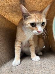 Shelter Stray Female Cat last seen , 4275 Elton St, Baldwin Park, CA 91706, USA