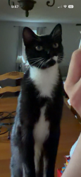 Lost Female Cat last seen Clark’s chapel rd, orchard drive, calico rd, or Connelly springs rd, Lenoir, NC 28645