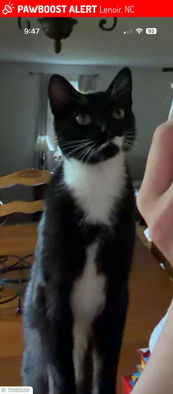 Lost Female Cat last seen Clark’s chapel rd, orchard drive, calico rd, or Connelly springs rd, Lenoir, NC 28645