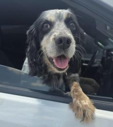 Shelter Stray Female Dog last seen Near BLOCK SAN JOSE DR, 4710 TX-151, San Antonio, TX 78227, USA