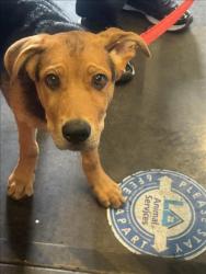 Shelter Stray Male Dog last seen , 1850 W 60th St, Los Angeles, CA 90047, USA
