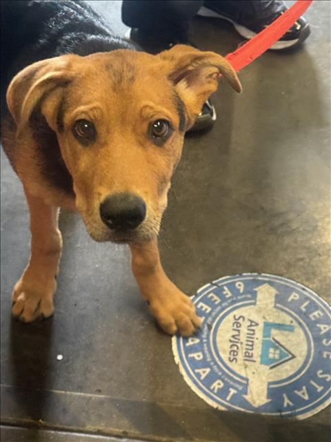 Shelter Stray Male Dog last seen , 1850 W 60th St, Los Angeles, CA 90047, USA