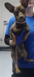Shelter Stray Male Dog last seen , 4704 Corporation Dr, Fayetteville, NC 28306, USA
