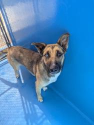 Shelter Stray Female Dog last seen MAITLAND ST BAKERSFIELD, 201 S Mt Vernon Ave, Bakersfield, CA 93307, USA