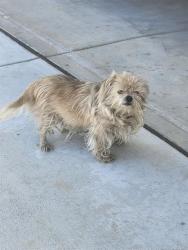 Shelter Stray Male Dog last seen Near BLK AVON ST,BAKERSFIELD,CA, 201 S Mt Vernon Ave, Bakersfield, CA 93307, USA