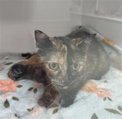 Shelter Stray Female Cat last seen Near, 2600 S Harding St, Indianapolis, IN 46221, USA