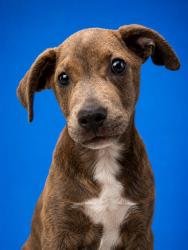 Shelter Stray Male Dog last seen RUNNING AT LARGE, KNOWN OWNER - NEIGHBOR, 2020 Forest St, Jacksonville, FL 32204, USA