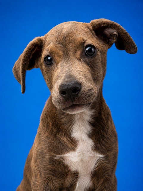 Shelter Stray Male Dog last seen RUNNING AT LARGE, KNOWN OWNER - NEIGHBOR, 2020 Forest St, Jacksonville, FL 32204, USA