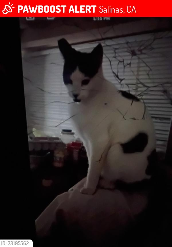Lost Male Cat last seen Market st, Salinas, CA 93905