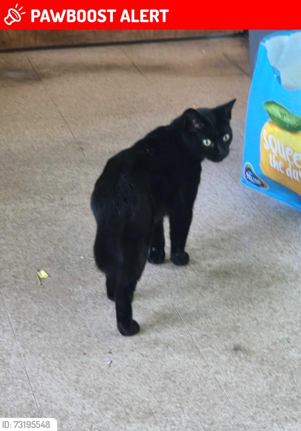Lost Female Cat last seen Last seen 3am in hse by my oldest, Nottingham, England NG5 9HJ