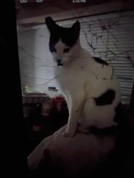 Lost Male Cat last seen Market st, Salinas, CA 93905