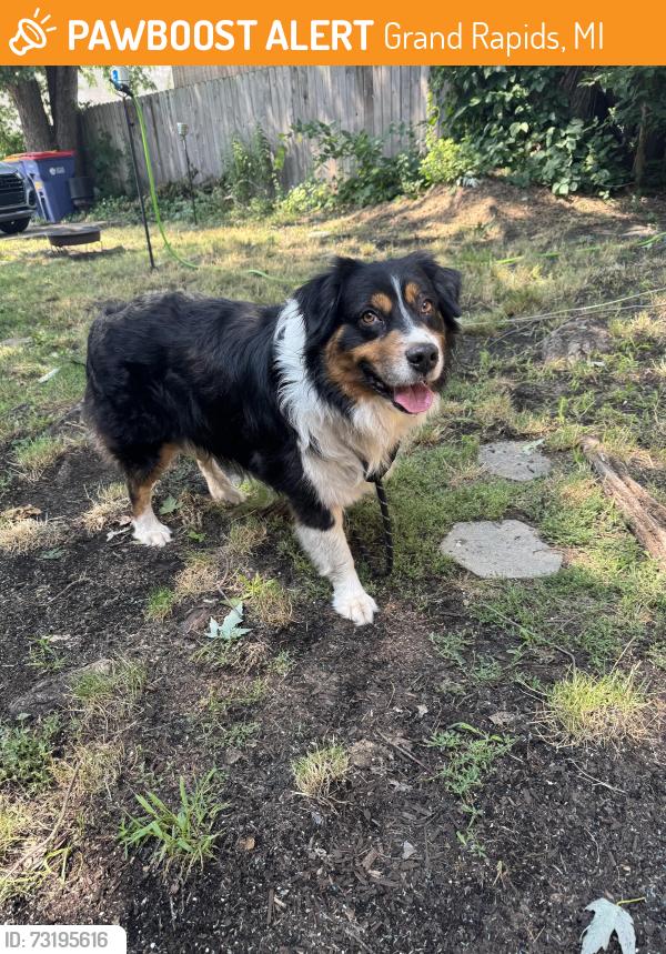 Rehomed Male Dog last seen Alpine ave nw and Richmond st nw, Grand Rapids, MI 49504