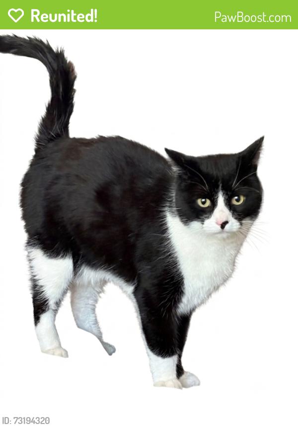 Reunited Male Cat last seen Columbia and Iroquois, Fort Collins, CO 80525