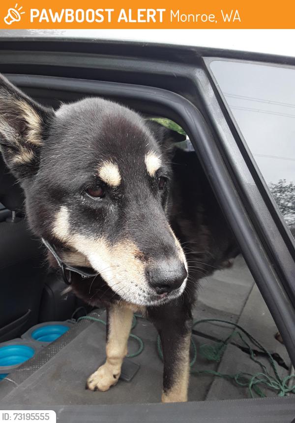 Found/Stray Female Dog last seen 242nd ave se and Woodscreek rd, Monroe, WA 98272