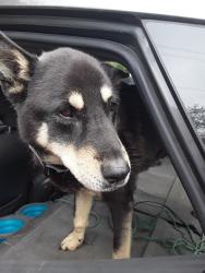Found/Stray Female Dog last seen 242nd ave se and Woodscreek rd, Monroe, WA 98272