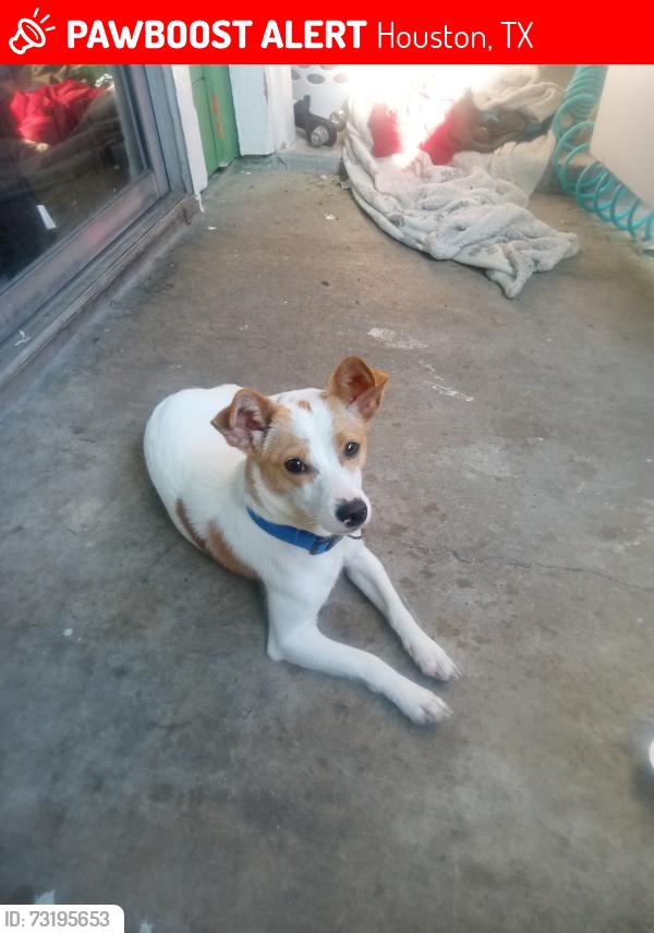Lost Male Dog last seen West litle york, Houston, TX 77084