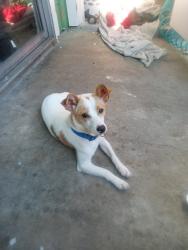 Lost Male Dog last seen West litle york, Houston, TX 77084