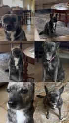 Lost Female Dog last seen Island drive, Miramar, FL 33023