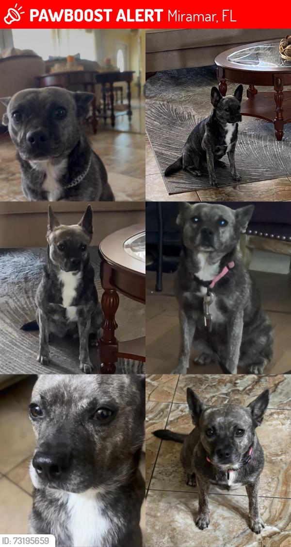 Lost Female Dog last seen Island drive, Miramar, FL 33023