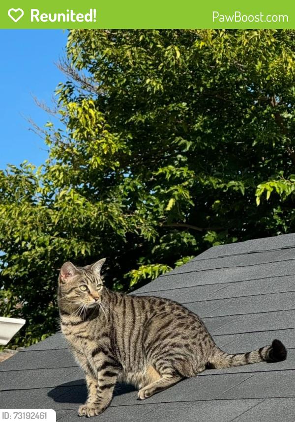 Reunited Female Cat last seen Elder Avenue and Palm Avenue, Millbrae, CA 94030