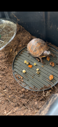 Lost Female Other last seen She might be in your backyard, Port St. Lucie, FL 34953