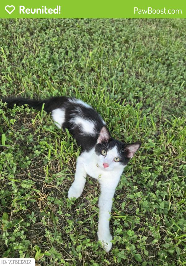 Reunited Unknown Cat last seen Summer place, League City, TX 77573
