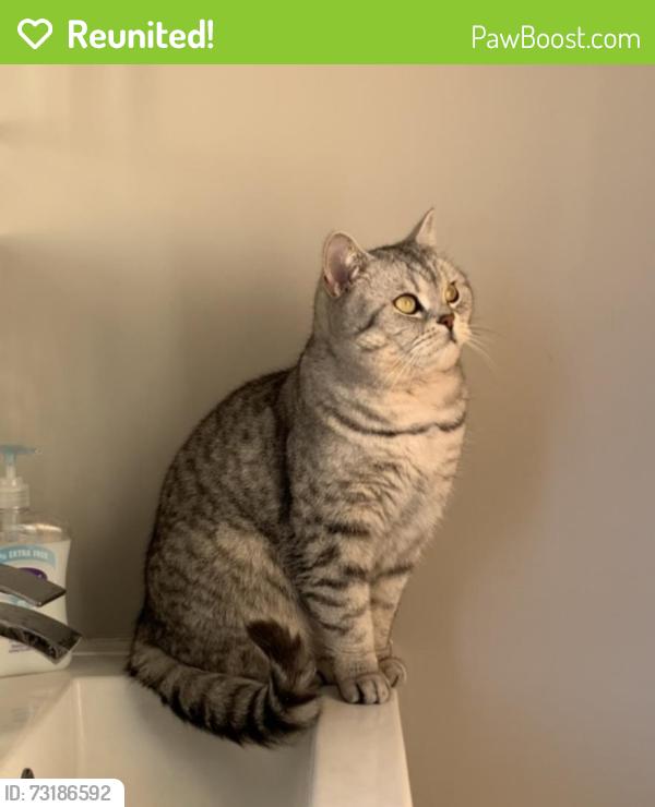 Reunited Male Cat last seen Elm Grove, Thorpe Bay, Southend-on-Sea, England SS1 3EY
