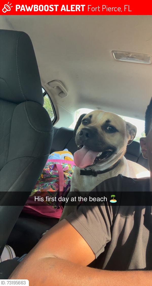 Lost Male Dog last seen Save a lot on Delaware, Fort Pierce, FL 34950