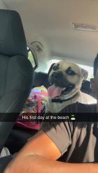 Lost Male Dog last seen Save a lot on Delaware, Fort Pierce, FL 34950