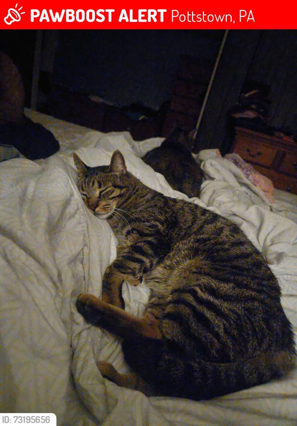 Lost Male Cat last seen Spruce St between East & West Streets, Pottstown, PA 19464