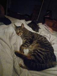 Lost Male Cat last seen Spruce St between East & West Streets, Pottstown, PA 19464