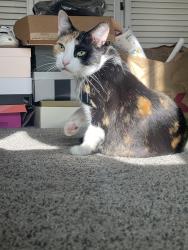 Lost Female Cat last seen Abrams Park, Marina, CA 93933