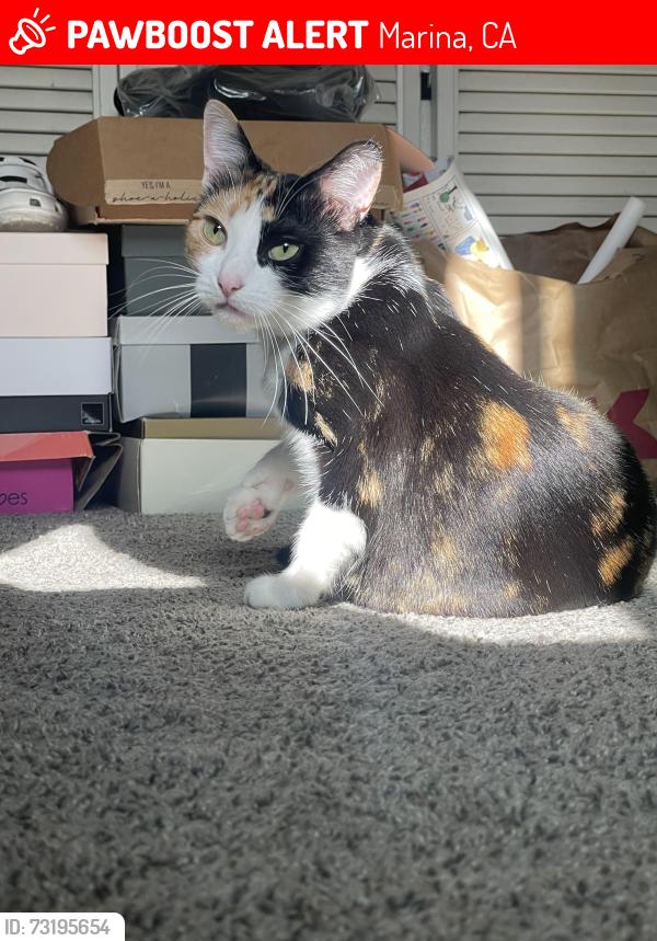 Lost Female Cat last seen Abrams Park, Marina, CA 93933