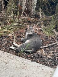 Found/Stray Unknown Cat last seen Brentwood Lakes Subdivision wishing well cir, Palm Bay, FL 32908