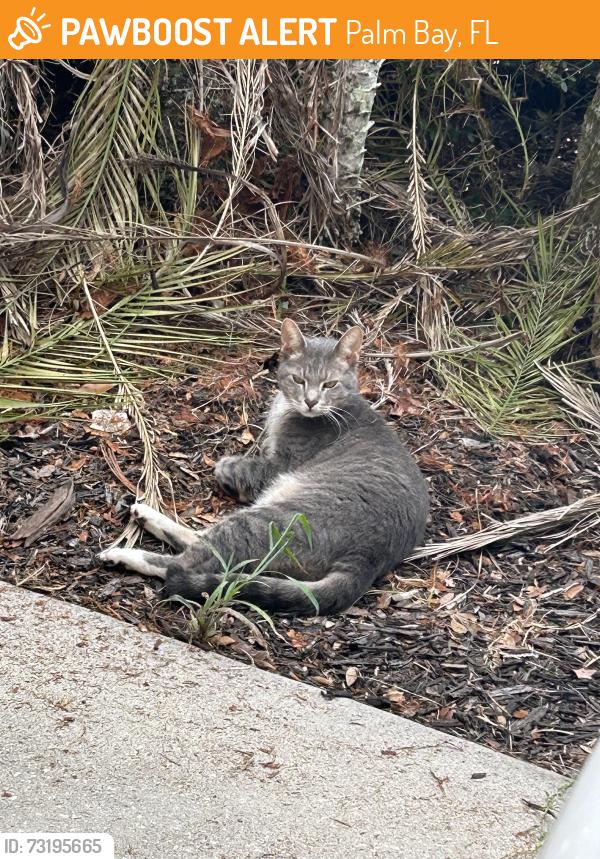 Found/Stray Unknown Cat last seen Brentwood Lakes Subdivision wishing well cir, Palm Bay, FL 32908