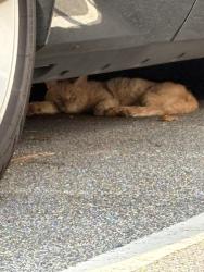 Found/Stray Unknown Cat last seen Across from Starbucks in an office park, Sandy Springs, GA 30339