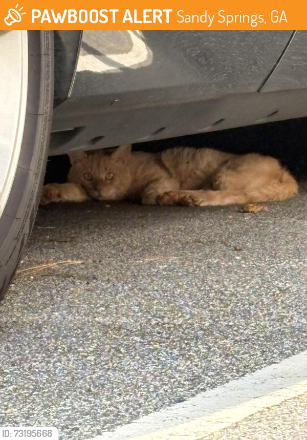 Found/Stray Unknown Cat last seen Across from Starbucks in an office park, Sandy Springs, GA 30339