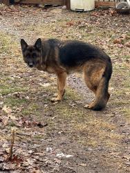 Lost Male Dog last seen London & Delbert, Parker, CO 80138