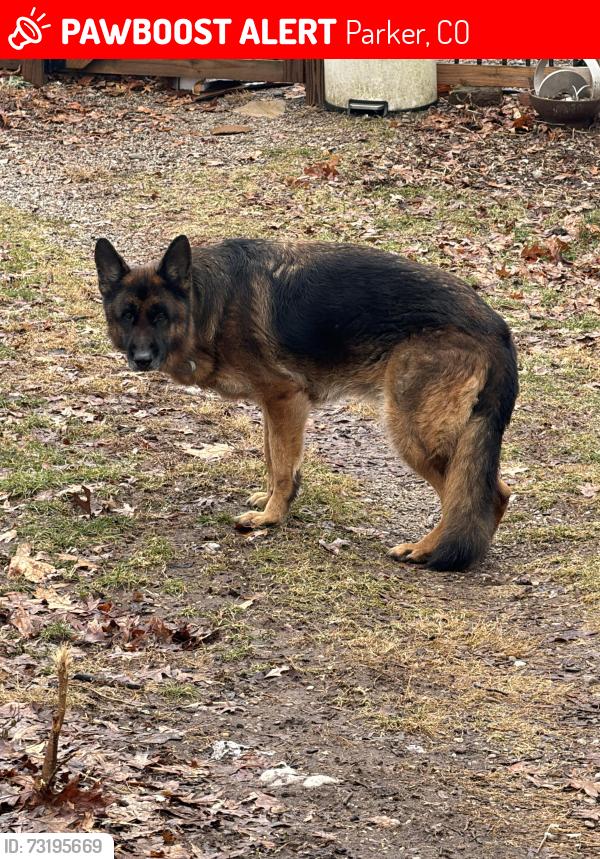 Lost Male Dog last seen London & Delbert, Parker, CO 80138