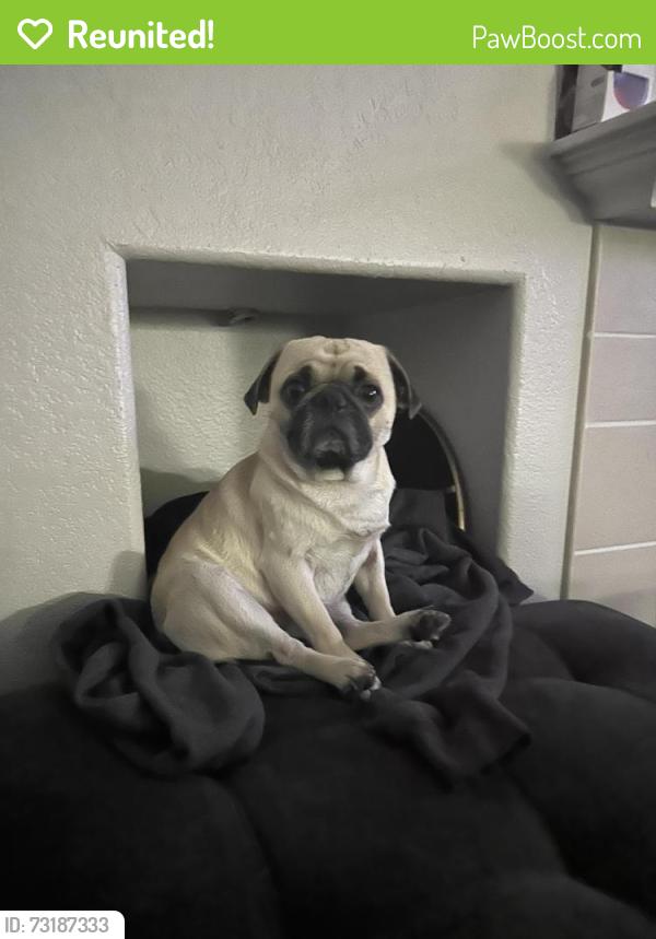 Reunited Male Dog last seen Poway Rd and Sabre springs Pkwy, San Diego, CA 92128