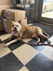 Found/Stray Female Dog last seen Charlotte Pike, Midland Ave, Nashville, TN 37209