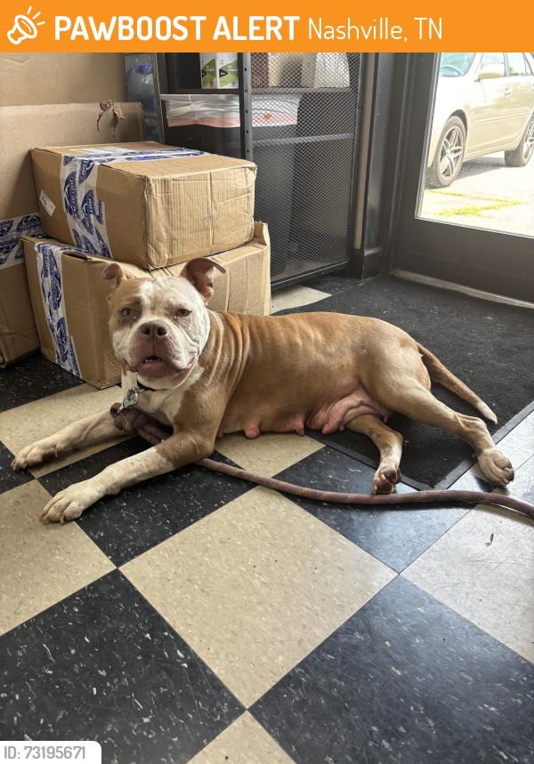 Found/Stray Female Dog last seen Charlotte Pike, Midland Ave, Nashville, TN 37209