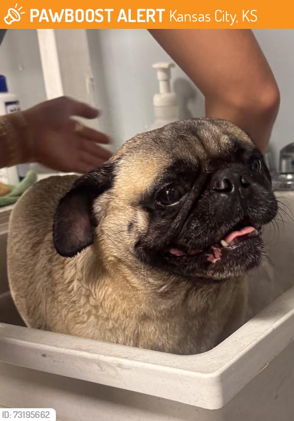 Found/Stray Male Dog last seen Giving the Basics, Kansas City, KS 66105
