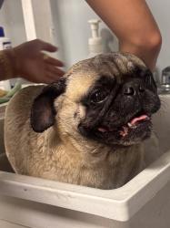 Found/Stray Male Dog last seen Giving the Basics, Kansas City, KS 66105